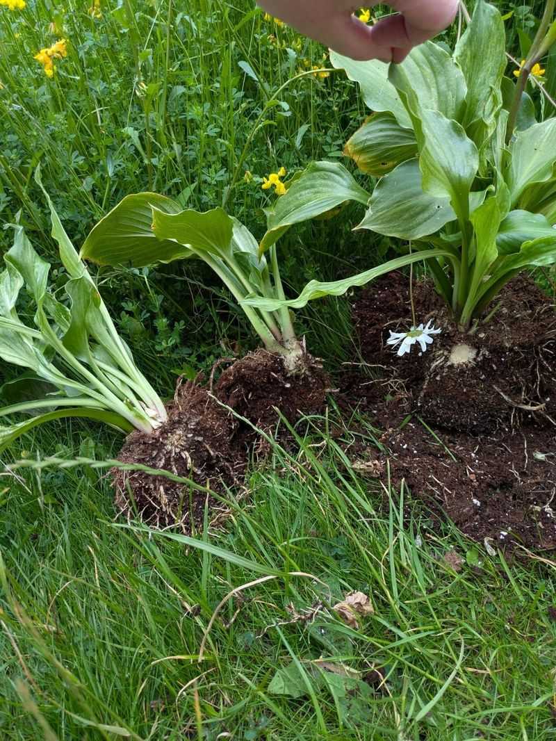 A Clean Cut With A Sharp Spade