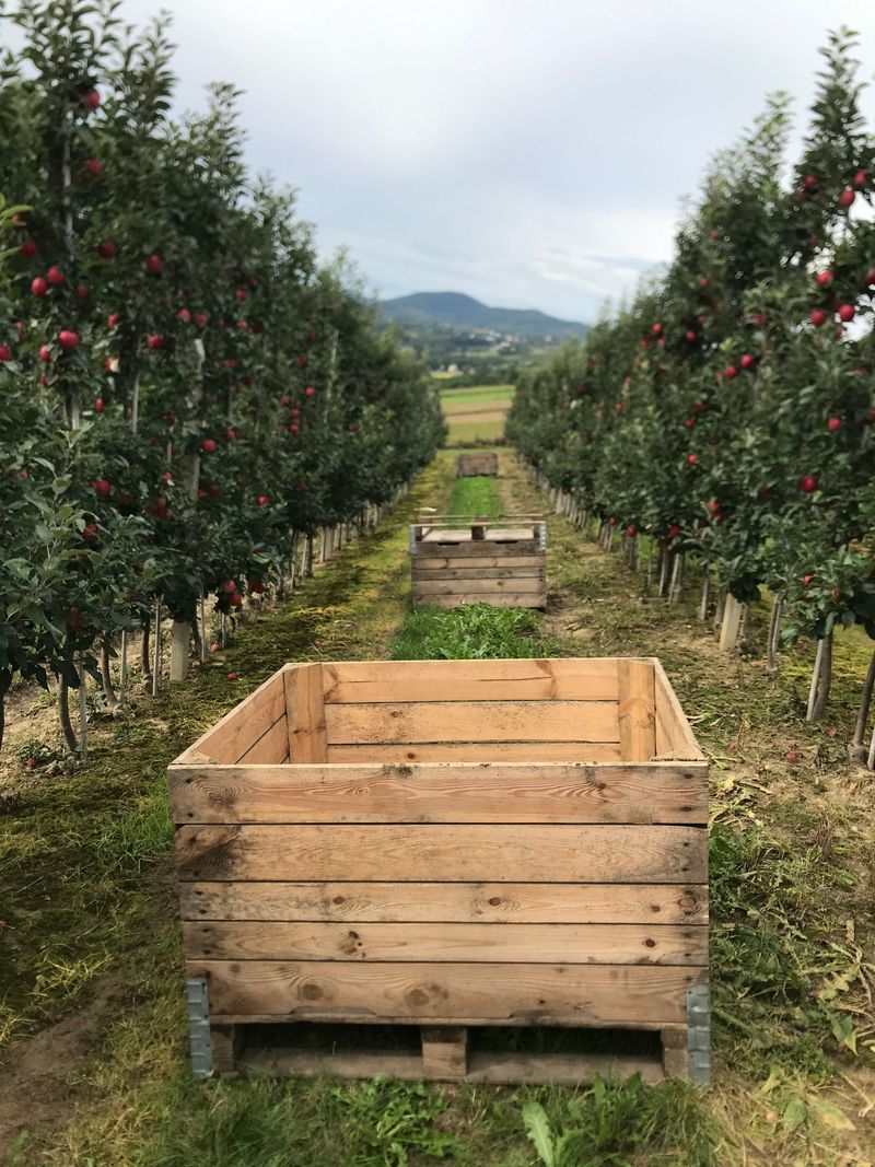 A Clean Orchard Floor Before The Snow Flies A Clean Orchard Floor Before The Snow Flies