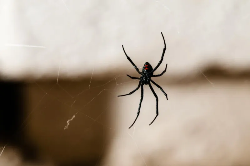 A Cleaner Woodpile Leaves Spiders Fewer Places To Hide