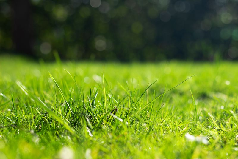 A Close Lawn Check Every Few Days Through October
