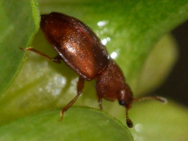 A Closer Look At The Dried Fruit Beetle A Closer Look At The Dried Fruit Beetle