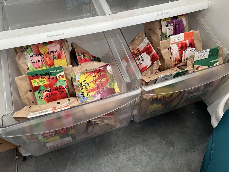 A Cold Nap In The Refrigerator