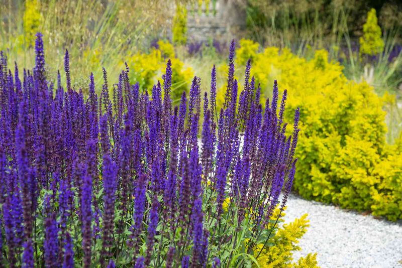 A Colorful Fence Line Boosts Curb Appeal A Colorful Fence Line Boosts Curb Appeal