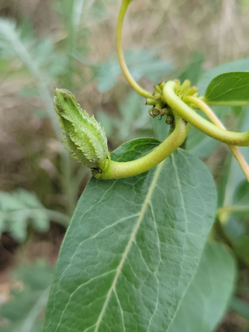 A Common Blunder With Green Pods A Common Blunder With Green Pods