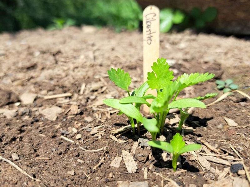 A Common Transplanting Mistake To Avoid A Common Transplanting Mistake To Avoid