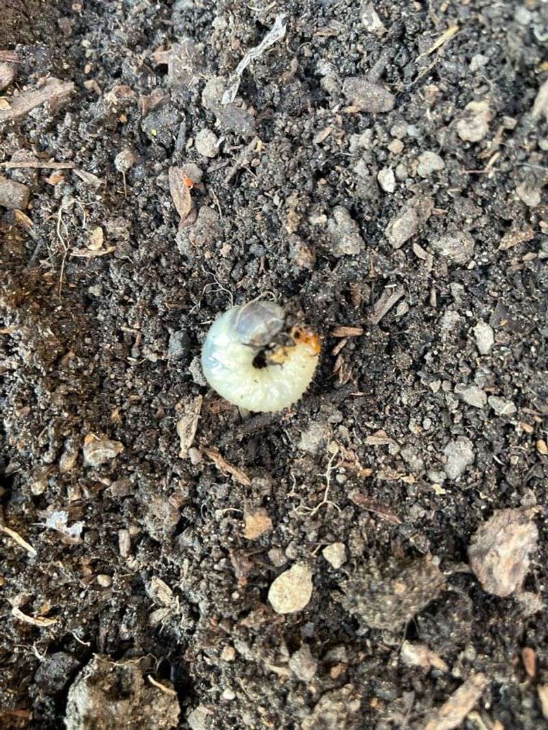 A Compost Area Can Draw Insects And Other Small Creatures A Compost Area Can Draw Insects And Other Small Creatures