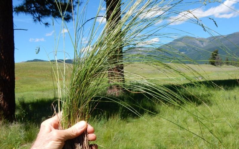 A Cool-Season Grass Built For Ohio Yards