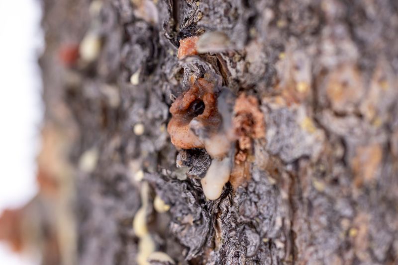 A Costly Mix-Up With Harmless Sap Leaks A Costly Mix-Up With Harmless Sap Leaks