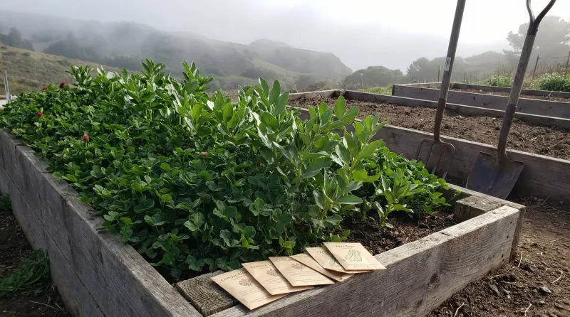 A Cover Crop Can Follow Right Behind