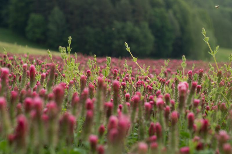 A Cover Crop Prepares Beds For Spring
