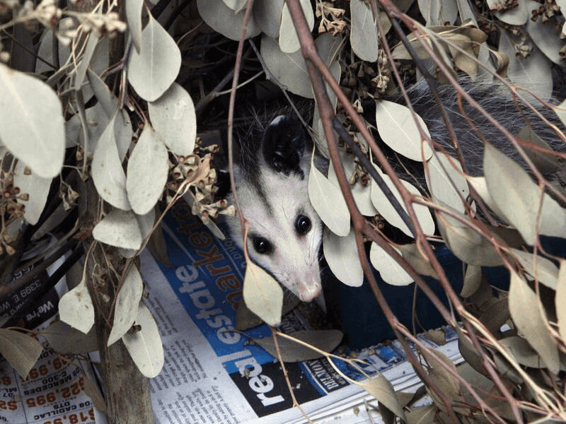 A Cozy Hiding Spot Could Be Calling Its Name A Cozy Hiding Spot Could Be Calling Its Name