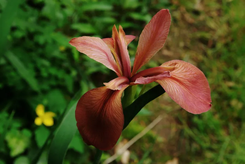 A Crimson Surprise In The Marsh Grass A Crimson Surprise In The Marsh Grass