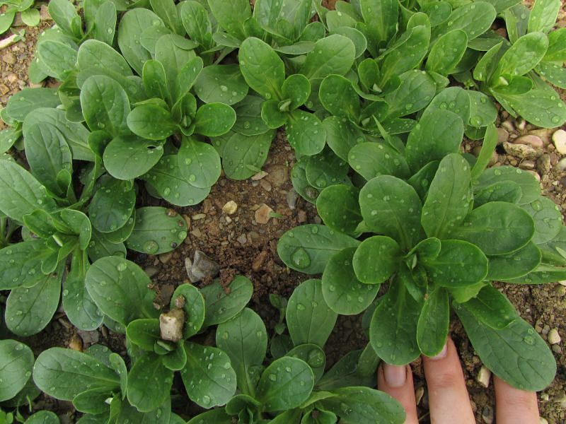 A Crop That Can Replant Itself A Crop That Can Replant Itself