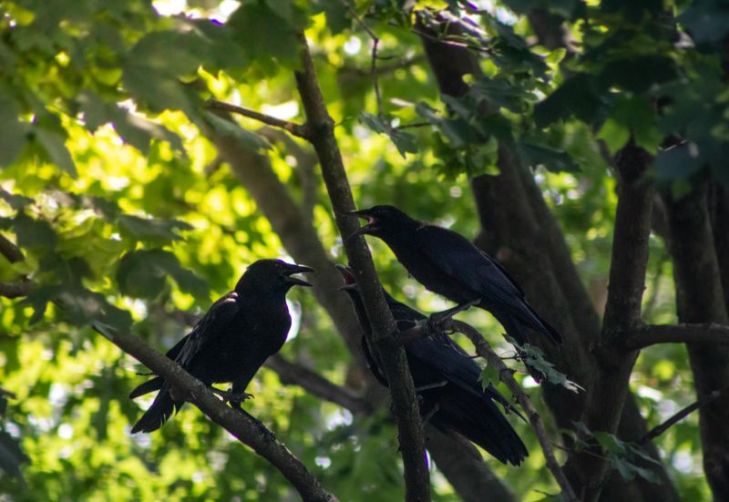 A Crow Filled Yard Can Be A Good Sign