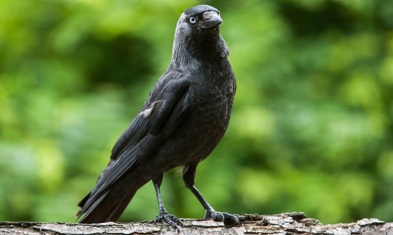 A Crow Roost Can Be A Sign Your Ohio Yard Supports Wildlife