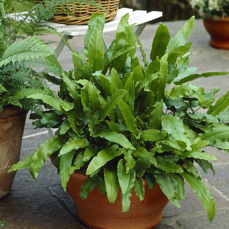 A Curious Native Plant Worth Knowing