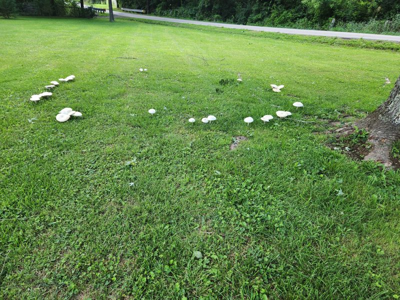 A Damp Lawn Can Explain Why White Mushrooms Are Suddenly Appearing A Damp Lawn Can Explain Why White Mushrooms Are Suddenly Appearing