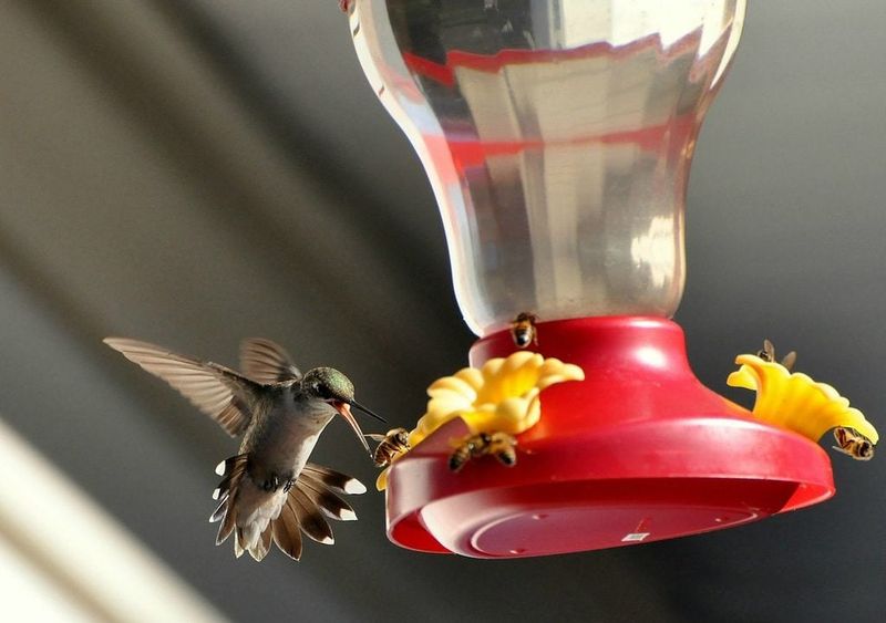 A Dirty Feeder Can Make Birds Stay Away