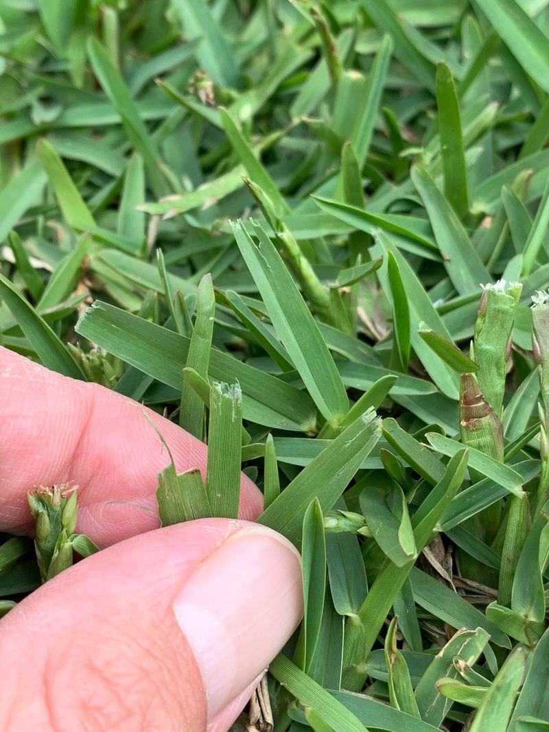 A Dull Blade Tears Instead Of Cutting A Dull Blade Tears Instead Of Cutting