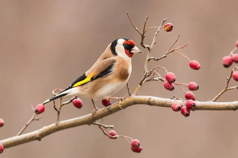 A Fair Share For Birds And Wildlife A Fair Share For Birds And Wildlife