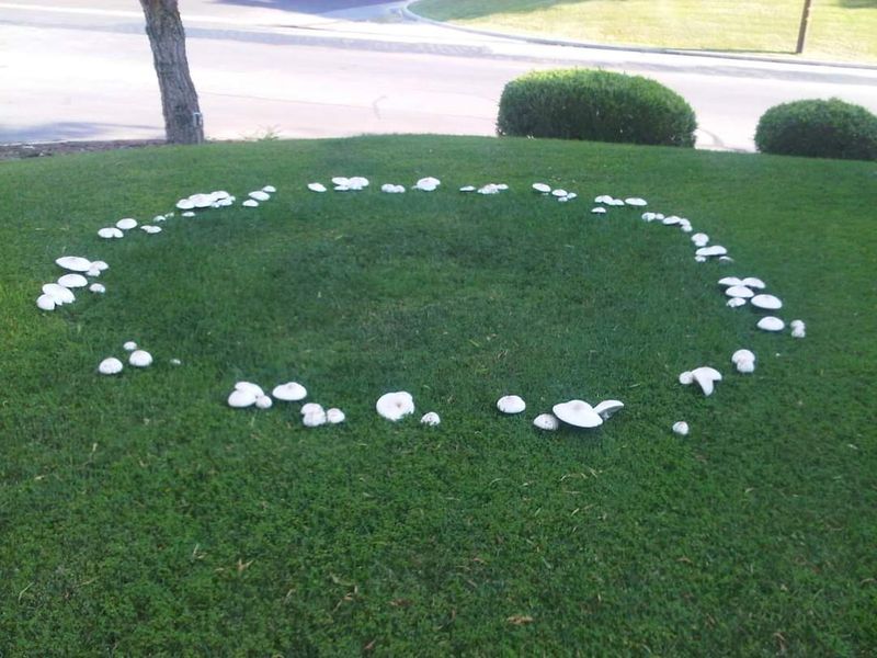 A Fairy Ring Can Reveal Fungal Activity Under Your Lawn A Fairy Ring Can Reveal Fungal Activity Under Your Lawn