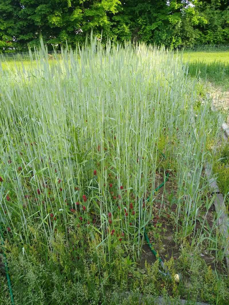 A Fall Cover Crop Rebuilds Structure