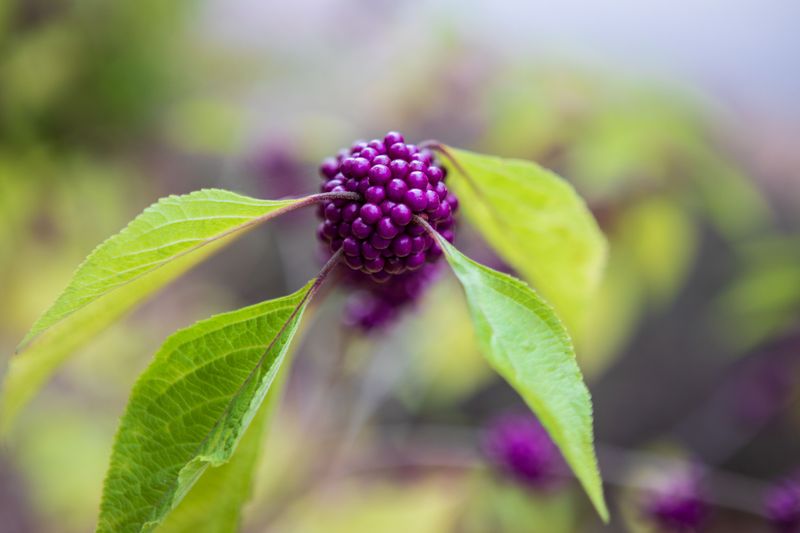 A Fall Planting Plan For Your Own Beautyberry