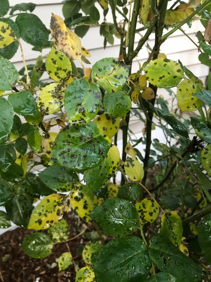 A Familiar Fungus Waits In The Leaves