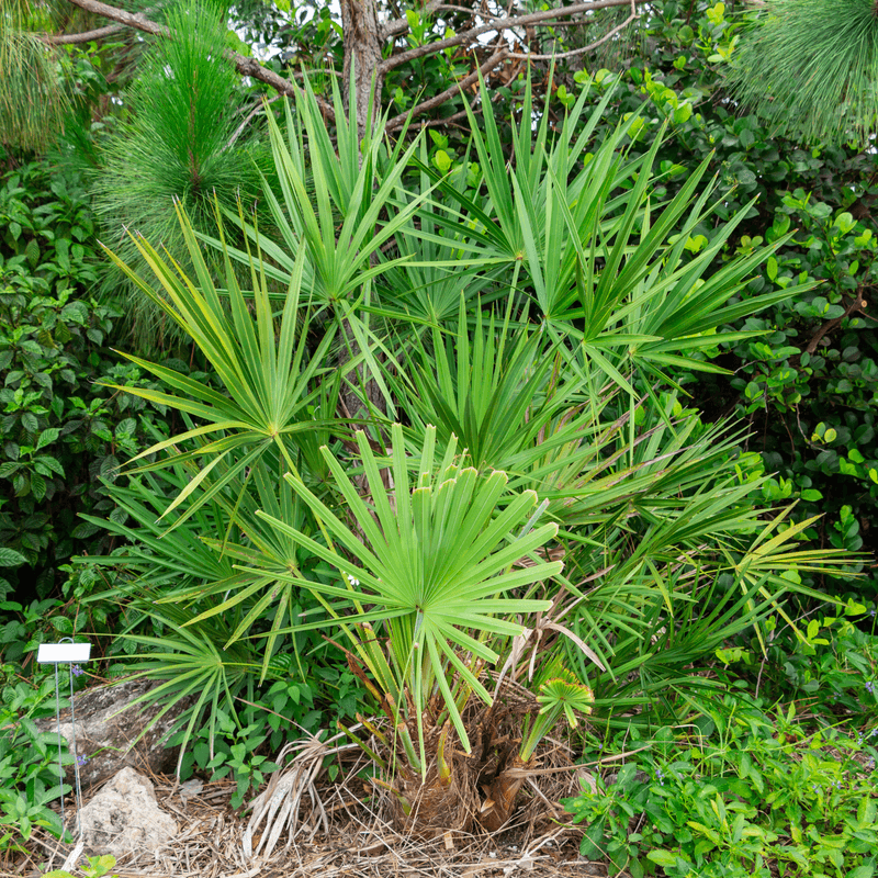 A Fan Palm That Prefers Crawling Over Climbing