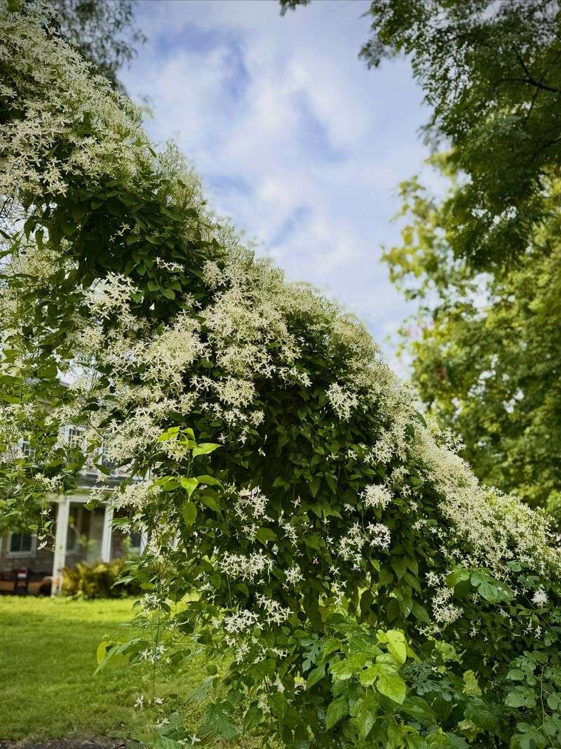 A Fast Climber With Scented Blooms A Fast Climber With Scented Blooms
