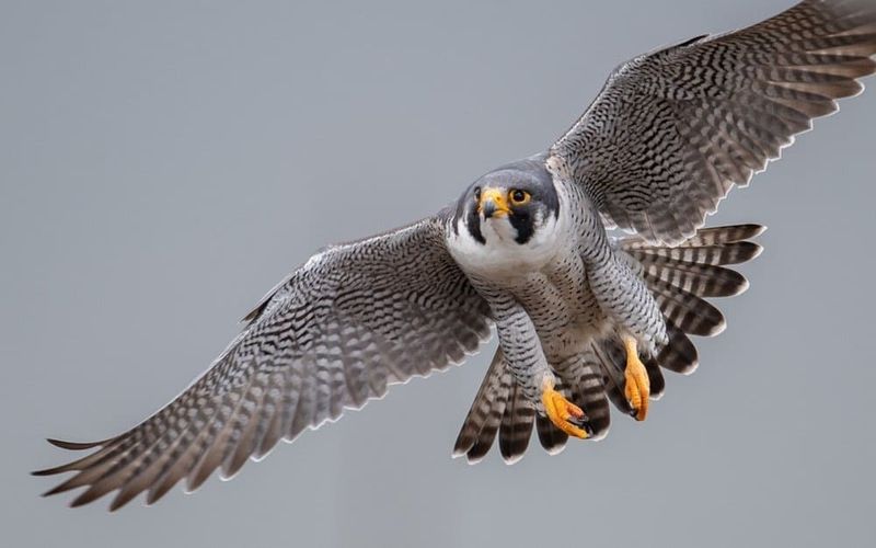 A Fast Dive Does Not Prove It Is a Peregrine