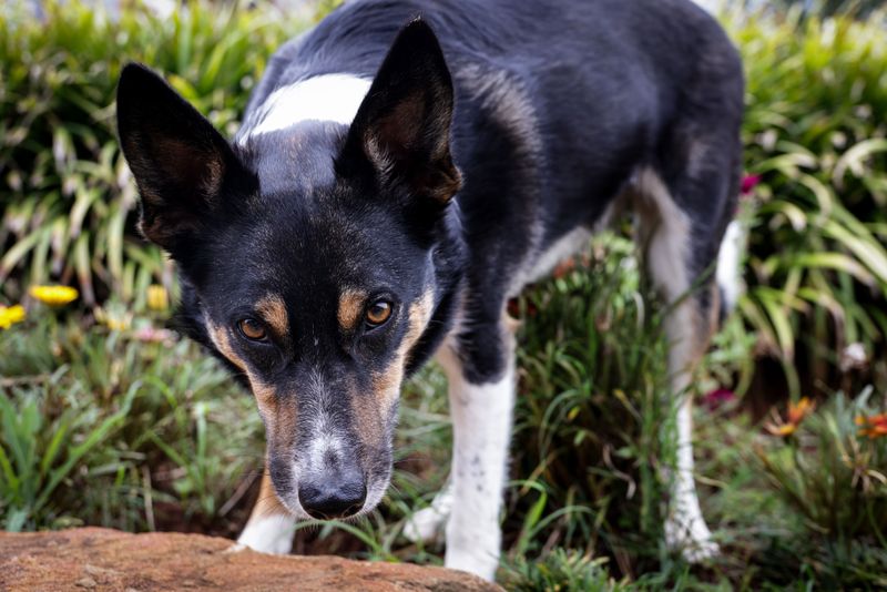 A Fast Emergency Plan For A Curious Dog