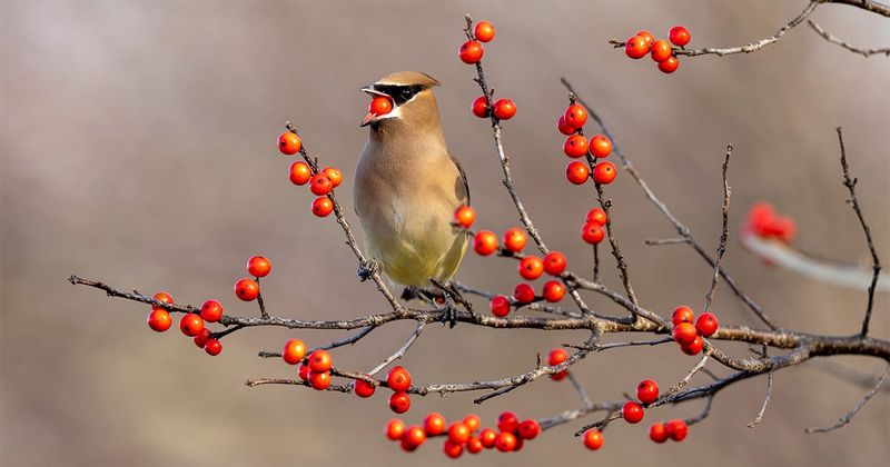 A Favorite Of Winter Birds