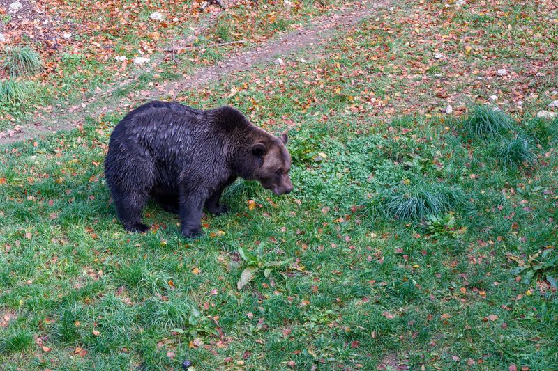 A Fed Bear Loses Its Wild Edge