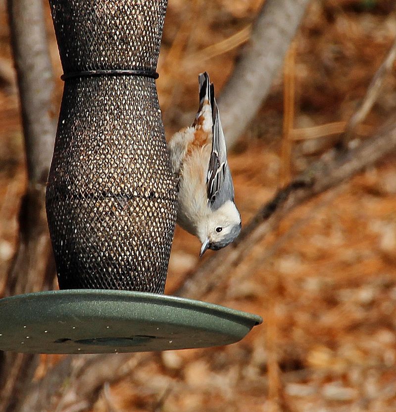 A Feeder Visit Reveals More Than Just Hunger
