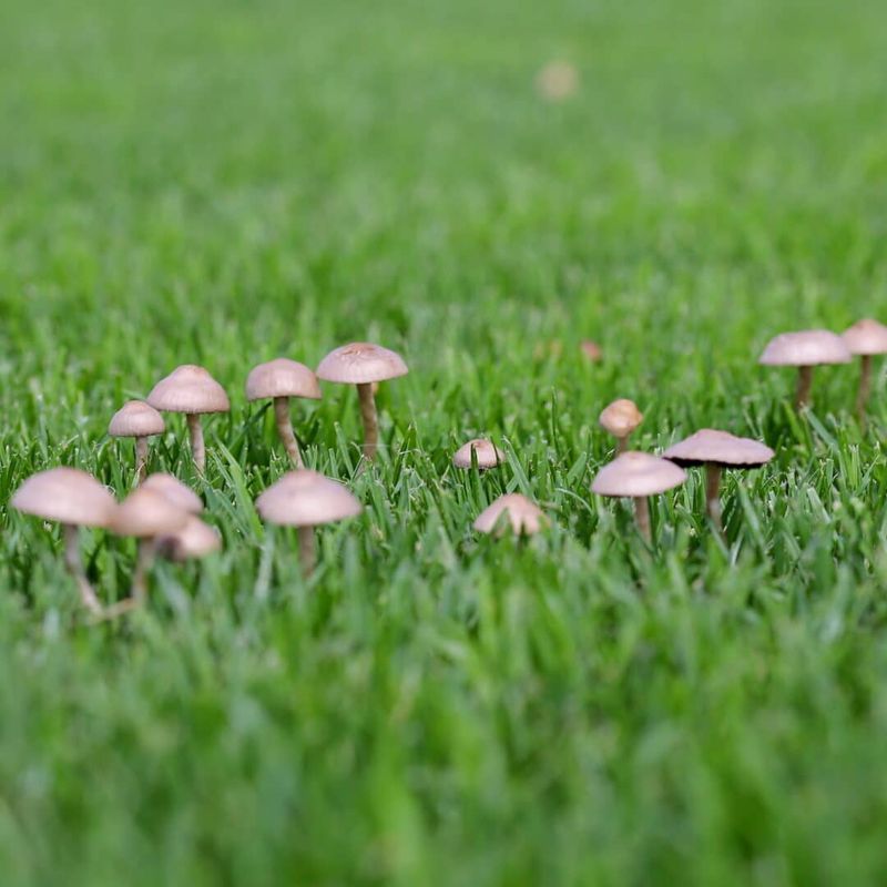 A Few Caps Rarely Mean Lawn Trouble