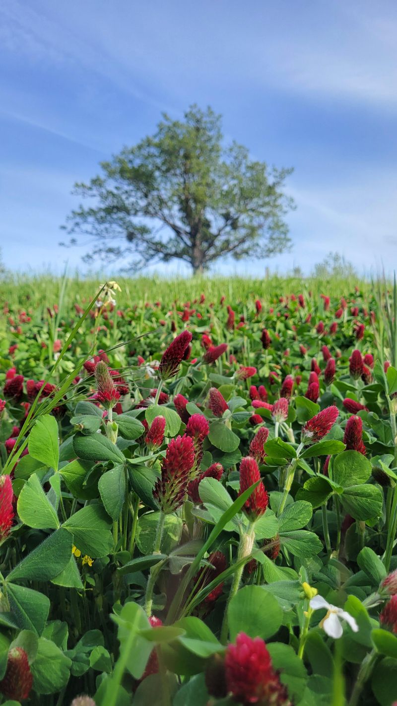 A Few Dollars Of Seed Pays Off Big
