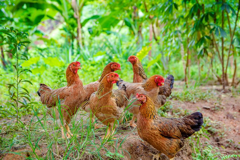 A Flock Of Backyard Chickens