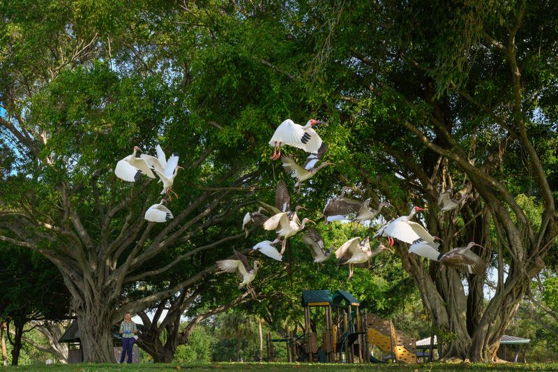 A Flock On The Lawn Can Be Perfectly Normal Florida Behavior A Flock On The Lawn Can Be Perfectly Normal Florida Behavior