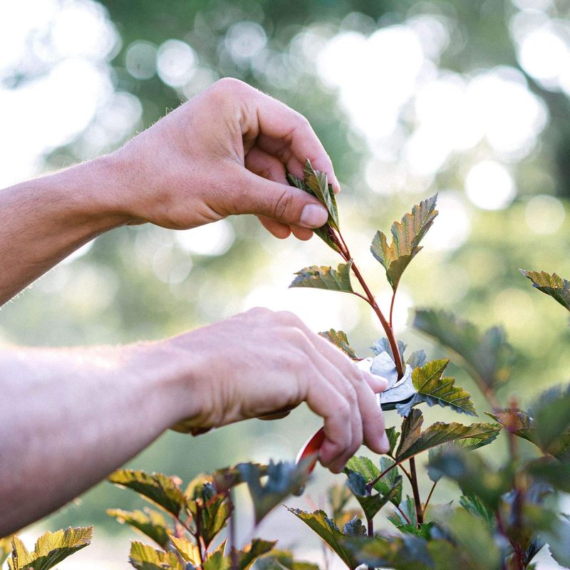A Florida Pruning Calendar That Saves Blooms