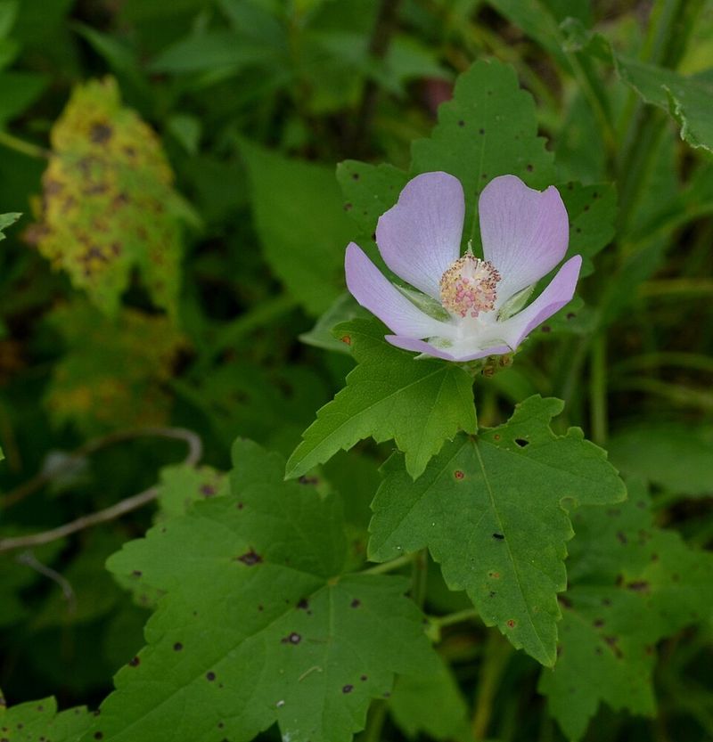 A Flower With One Address On The Whole Planet