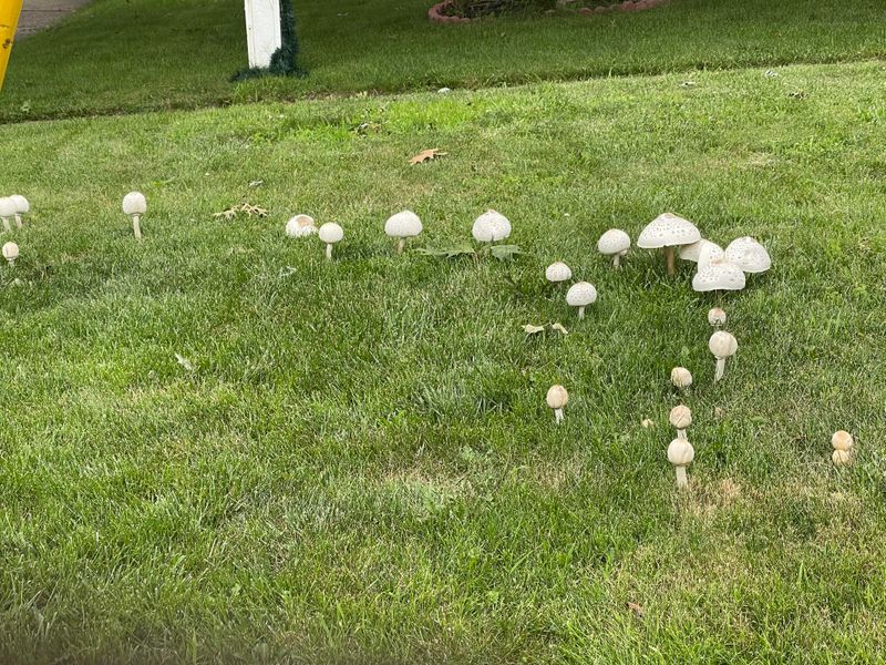 A Flush Of Mushrooms Does Not Necessarily Mean Your Grass Is In Trouble A Flush Of Mushrooms Does Not Necessarily Mean Your Grass Is In Trouble