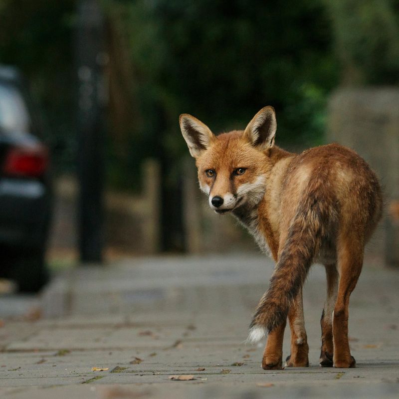 A Fox May Be Passing Through A Larger Territory A Fox May Be Passing Through A Larger Territory