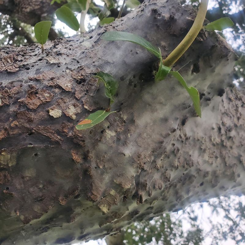 A Free Bark-Cleaning Crew Hiding Under The Silk A Free Bark-Cleaning Crew Hiding Under The Silk