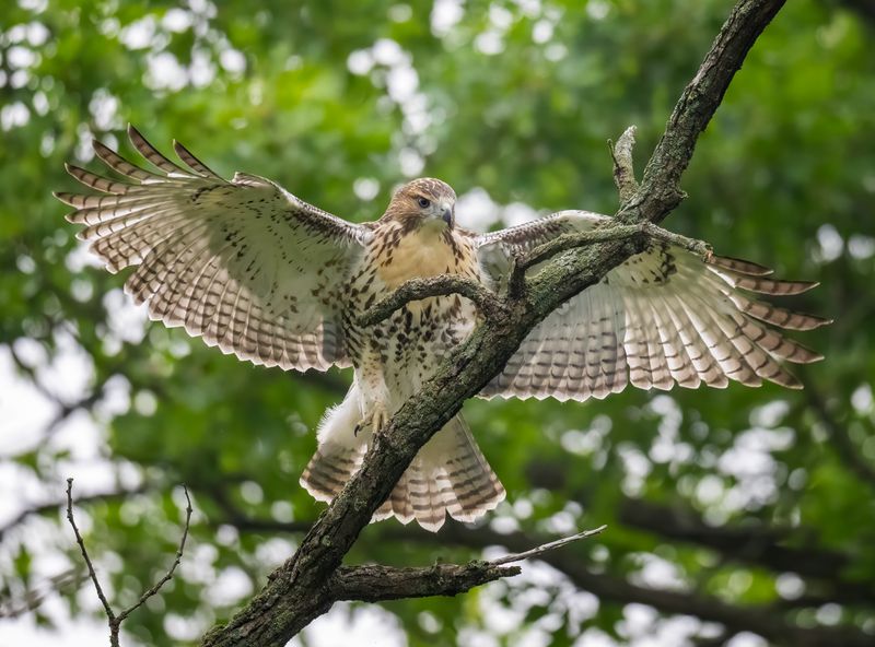 A Fresh Batch Of Young Hawks Is Learning To Fly A Fresh Batch Of Young Hawks Is Learning To Fly