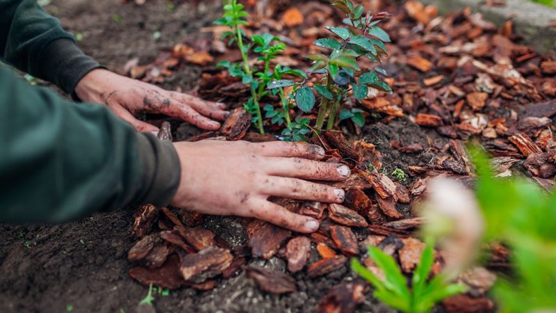 A Fresh Blanket Of Pine Bark Mulch A Fresh Blanket Of Pine Bark Mulch