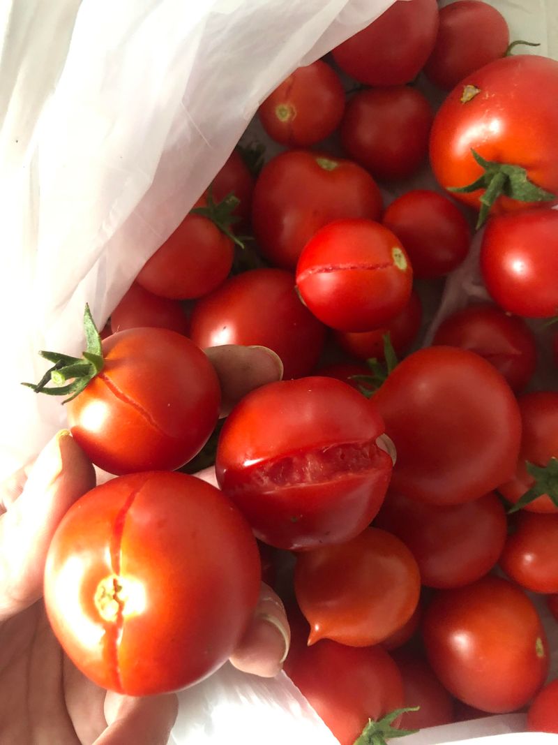 A Fresh Crack Does Not Always Mean The Tomato Is Bad