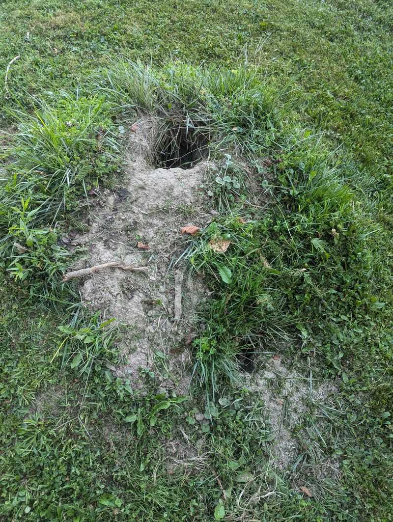A Fresh Dirt Mound Beside The Shed Or Fence Line A Fresh Dirt Mound Beside The Shed Or Fence Line