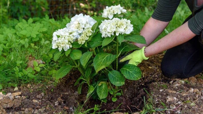 A Fresh Layer Of Mulch Helps Protect Shallow Roots A Fresh Layer Of Mulch Helps Protect Shallow Roots