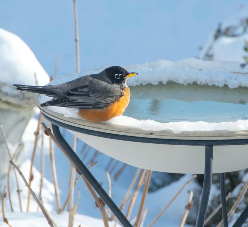 A Frozen Bath Offers Birds Nothing To Drink A Frozen Bath Offers Birds Nothing To Drink